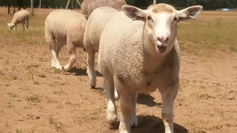Asszisztált biotechnika haszonállatokban – Kiskérődzők és lovak számára is elérhető