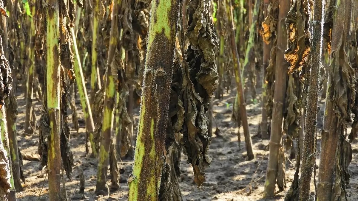 Átalakuló erősorrend a napraforgó gombabetegségeinél – Megfelelő technológia és készítmény, valamint az időzítés fontossága