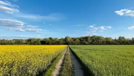Előtérben a hazai vetőmagszektor védelme, fejlesztése  – Van ok az ünneplésre?