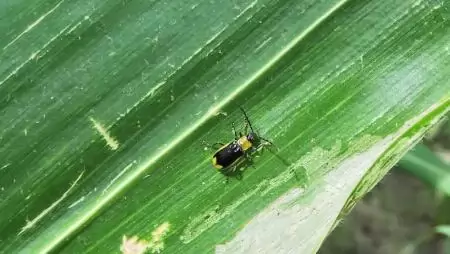 Az amerikai kukoricabogár kártétele és annak megelőzése