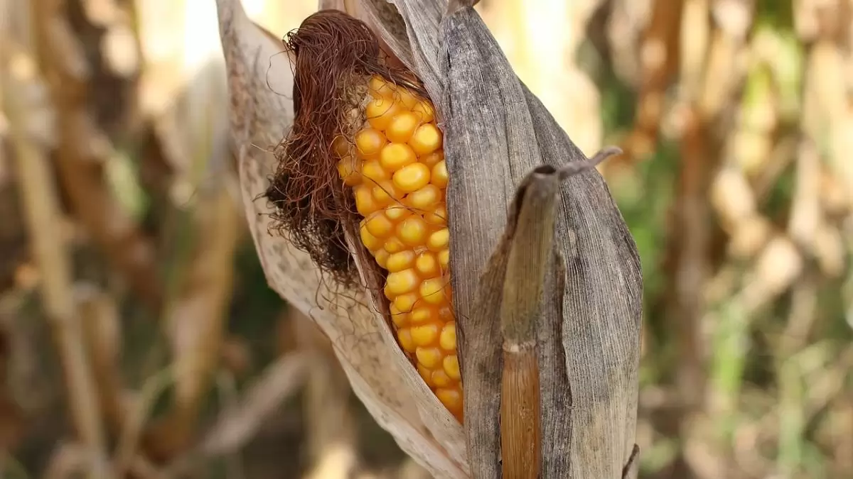 Feltöltött Agrárkár-enyhítési alap segíti a kár sújtotta termelőket