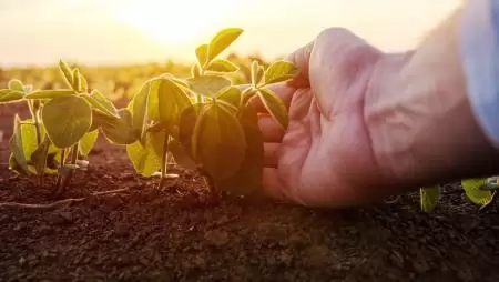 Az európai fehérjenövény-termesztés megerősítése konkrét megoldásokat igényel - Corteva Agriscience