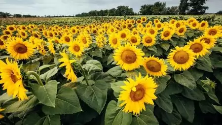 A parlagfű erős jelenléte hatékony növényvédelmi megoldást kíván