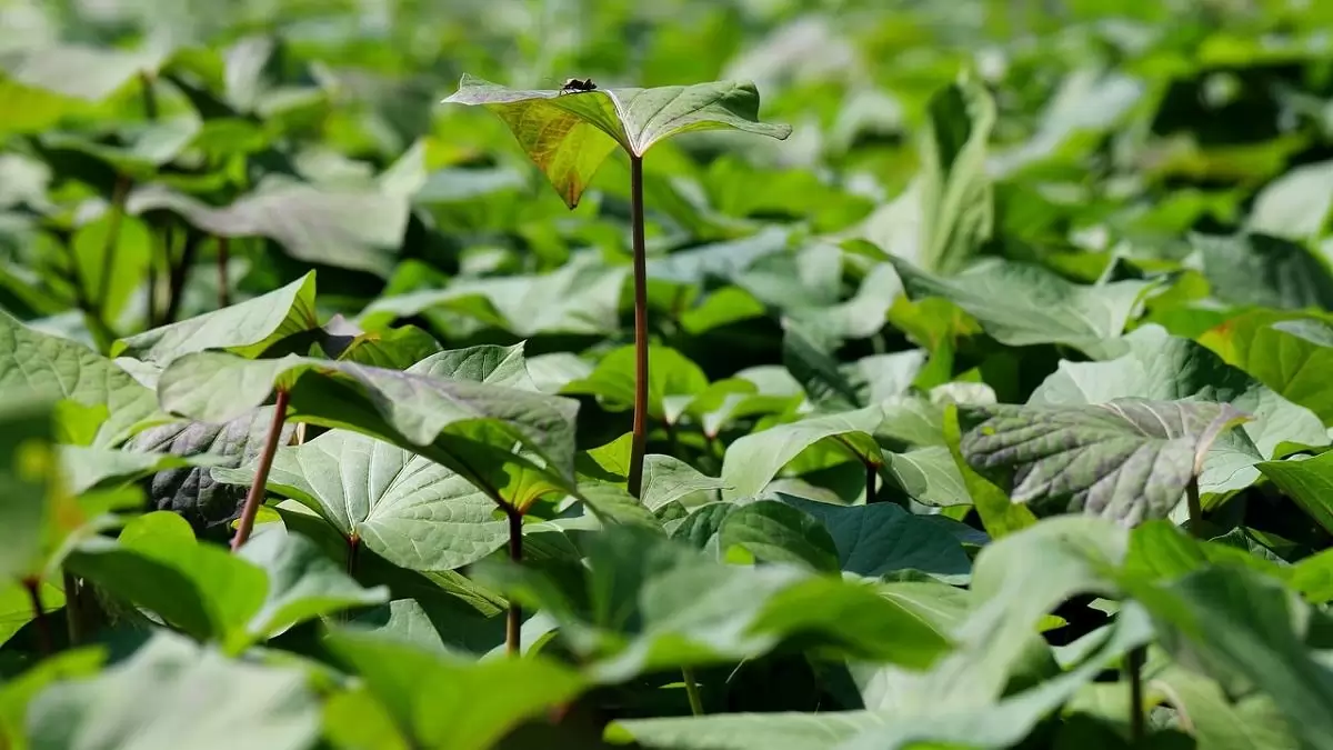 Édesburgonyát fenyegető vírus jelent meg a hazai szaporítóanyag-előállításban