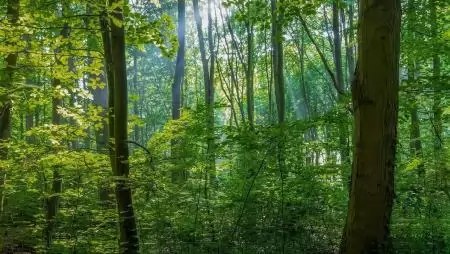 Erdészeti szakértőkkel támogatja az ágazat szereplőit a NAK