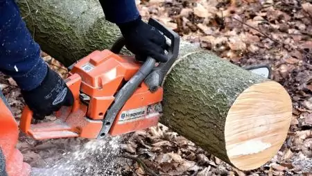 A fásításban tervezett fakitermeléseket július elsejétől a Nébih elektronikus felületén kell jelenteni 