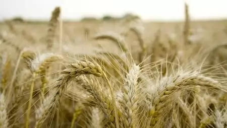 FAO – A gabonaellátottság összességében megfelelőnek tűnik 2024/25-ben