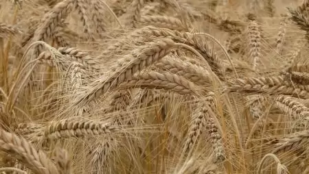 Az étkezési búza termelői ára 12 százalékkal emelkedett