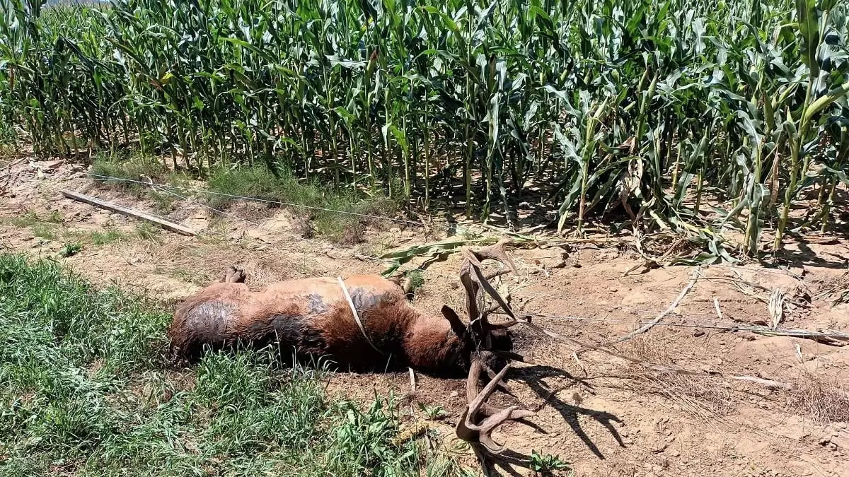 A sokarcú vadkár – Problémák és megoldások (1. Rész)