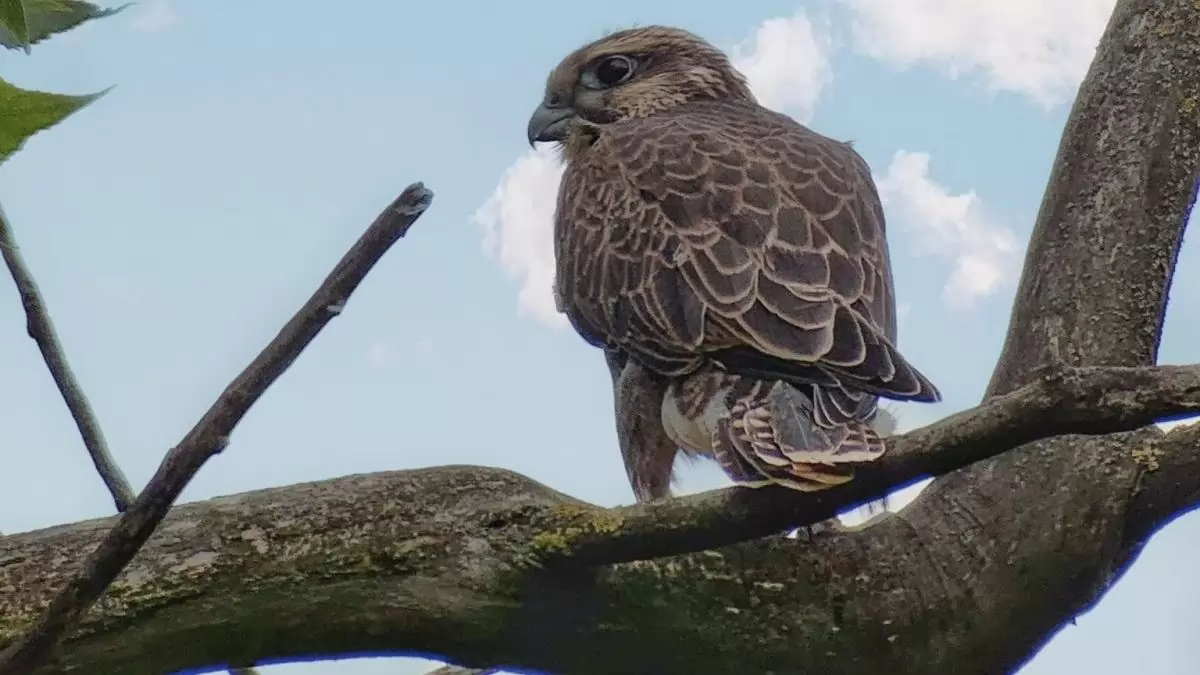 Szárnyra keltek a kerecsenfiókák a Körös-Maros Nemzeti Parkban
