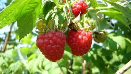  Bio vagy nem bio? Ez itt a kérdés! A MATE kutatója válaszol