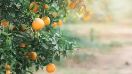 Tovább fokozódik a narancskrízis