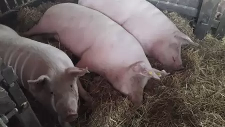 Kitartóan dolgozni a semmiért – Válságos helyzetben a sertéságazat