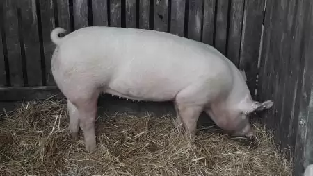 Elindult a 2024-es DISZNNOVÁCIÓ pályázat