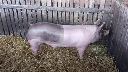 Az első negyedévben nőtt a sertésvágás a vágóhidakon