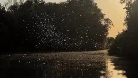 A Tiszán is megkezdődött a tiszavirágok rövid életű násztánca