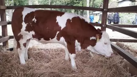 A vágóüsző termelői ára 37 százalékkal csökkent