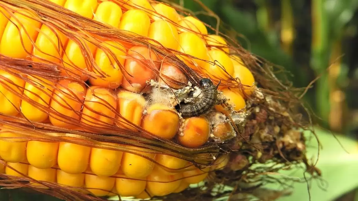 Gombafertőzés és toxinszennyezés a kukoricacsövön