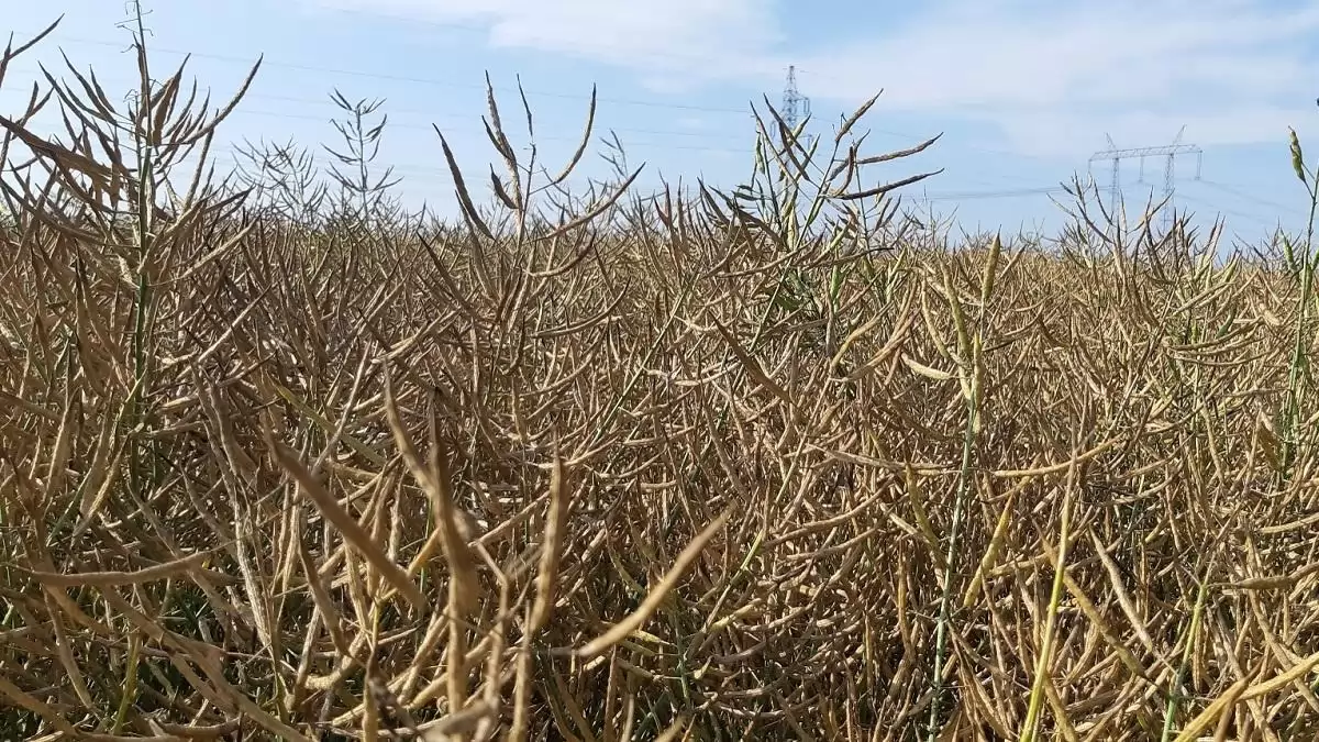 Deszikkálás hatékonyan –  HIKARI a Sumi Agro ajánlásával
