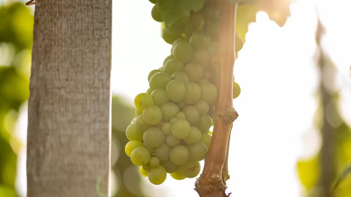 Hajtásválogatás után, talaj- és levélmintavétel előtt – Szőlő-bor cikksorozatunk I. rész