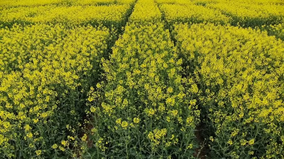 InVigor® repcehibridek a BASF-től