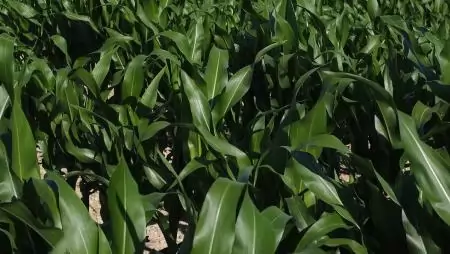 Vesézzük ki a karbamid műtrágya „Környezetbarát használata szántóföldi területen” vállalást AÖP esetén! 