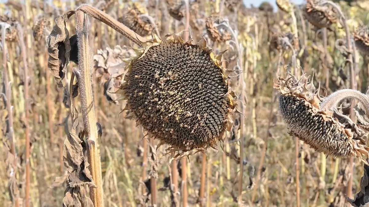 A napraforgó állományszárítása
