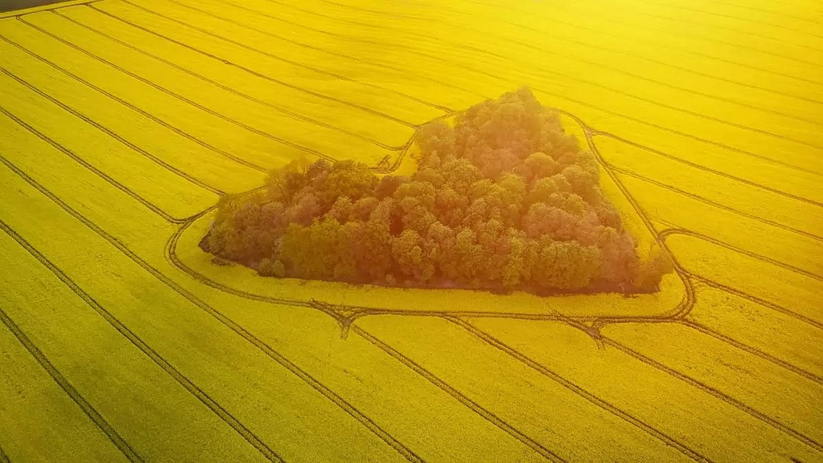 A repcenemesítés idei trendjei