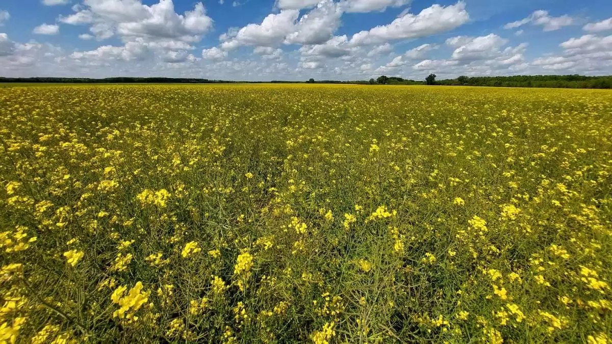 Nyári repcepiaci szemle – Új repcehibrid-generációk a hazai kínálatban