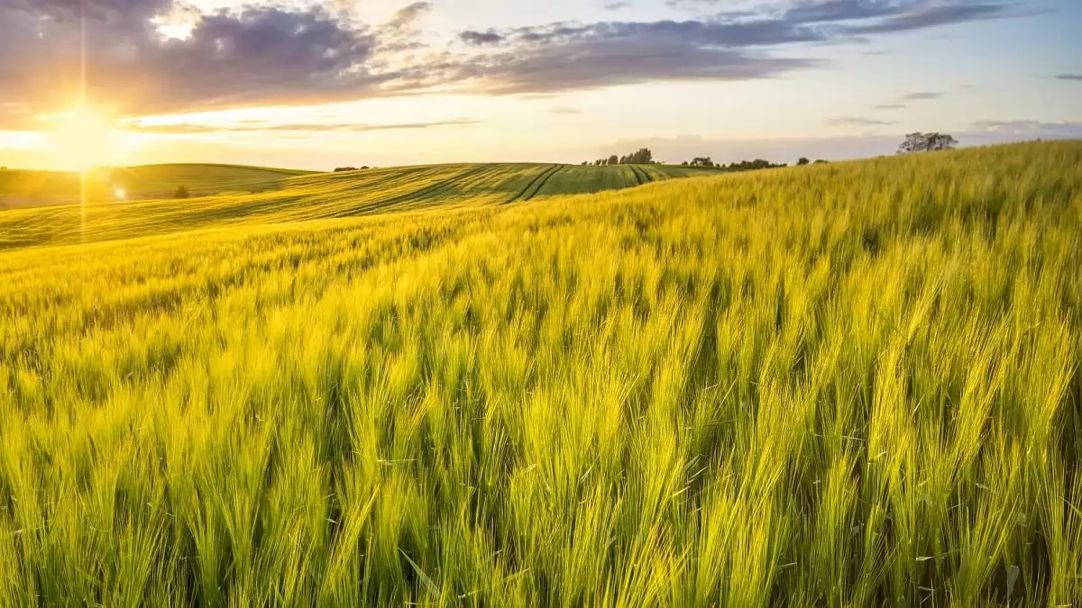 Mit mutatnak a kalászos állományok? 