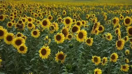Az Agro-ökológiai Program első évének eredményei és tapasztalatai 