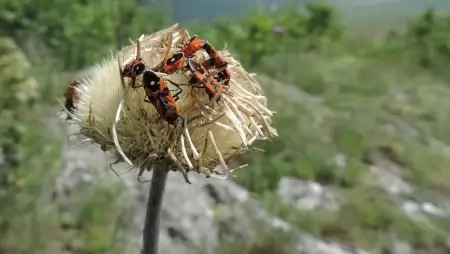 Bodobács - Árt vagy használ a kertben?