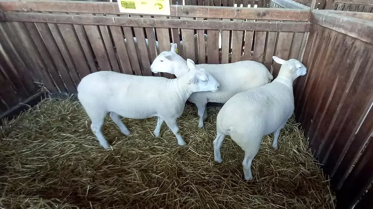 Húsz százalékkal nőtt a bárány termelői ára