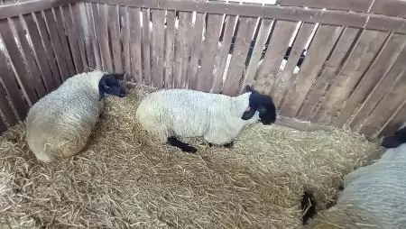 Kedvező változások a juhágazat támogatási rendszerében