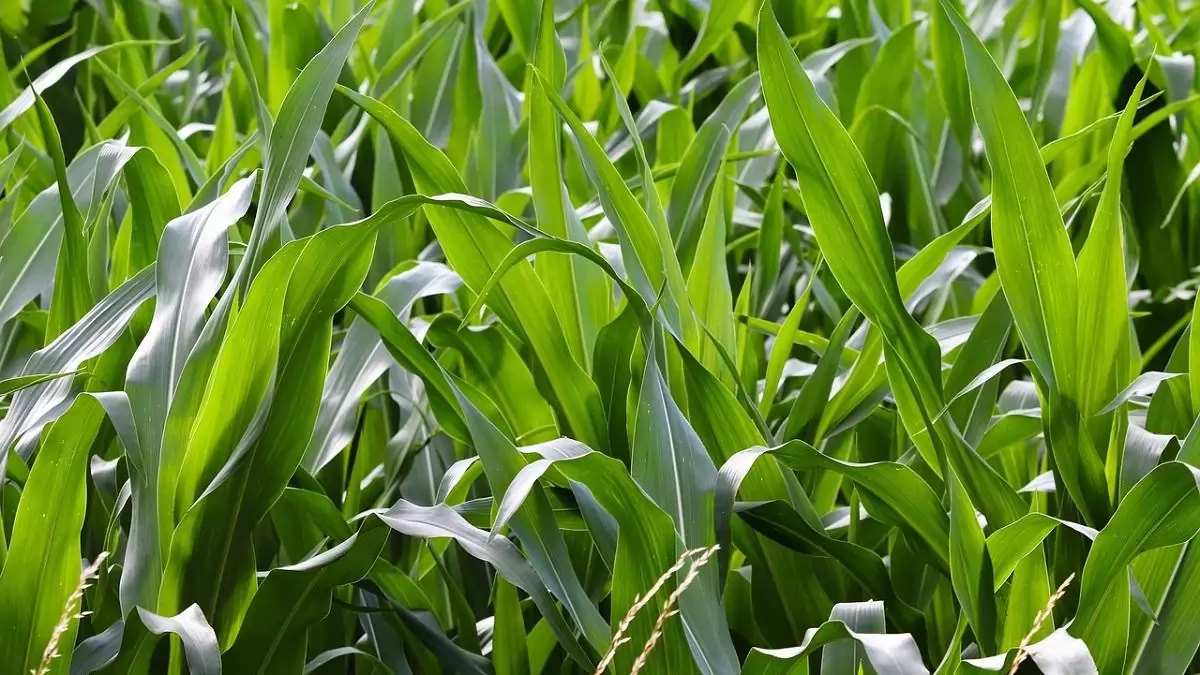Hogyan védekezhet hatékonyan a kukoricamoly első nemzedéke ellen?