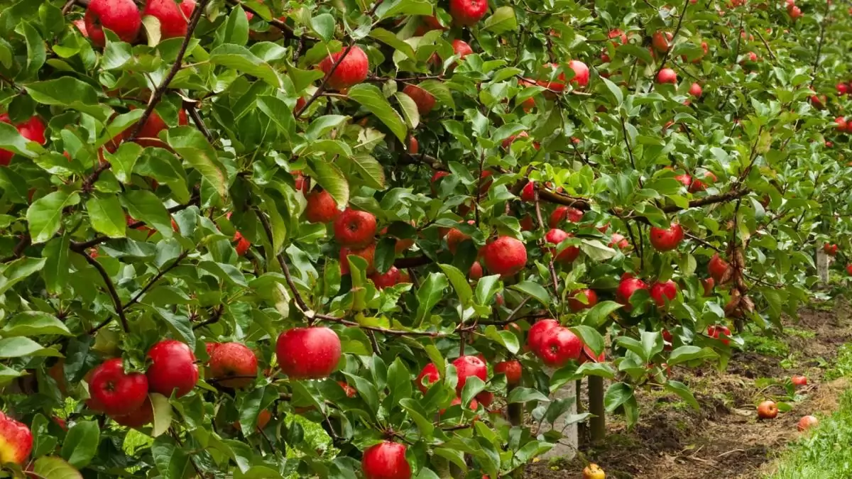 Minden, amit a gyümölcsösök lombtrágyázásáról tudni kell! Fókuszban az alma