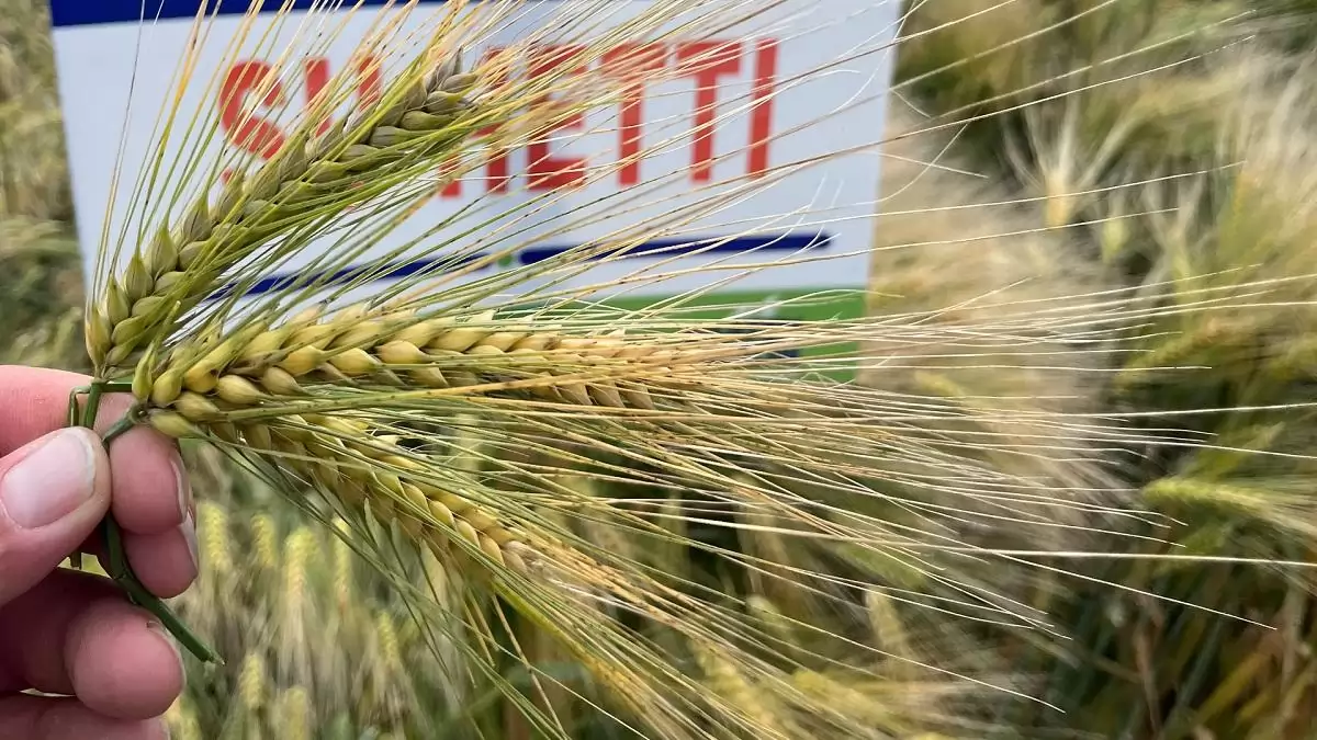 A stresszkezelés a vetőmaggal kezdődik