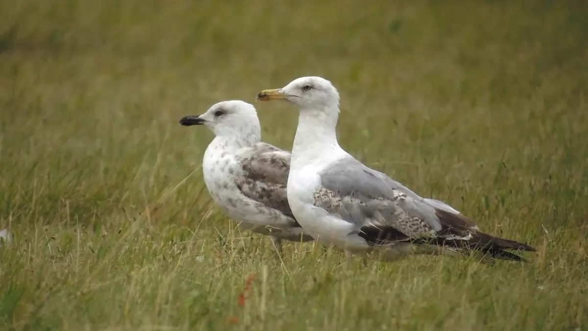 Sokszáz sztyeppi sirály gyűlt össze a kardoskúti Fehér-tónál