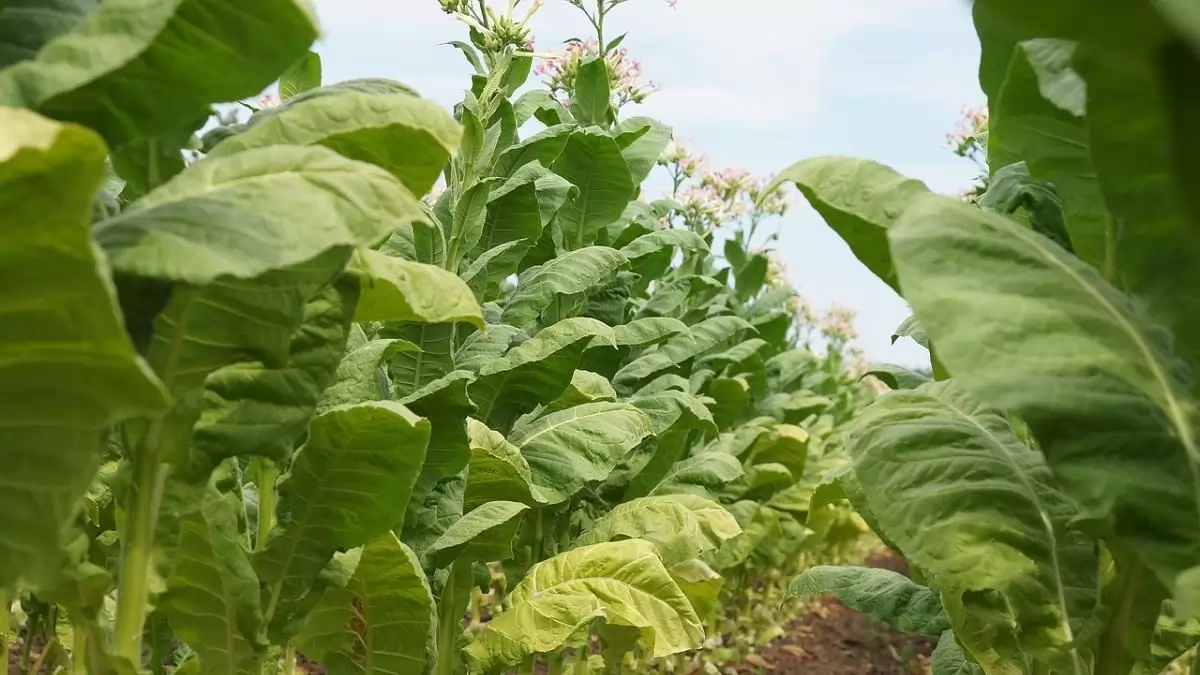 Elkezdődött a dohány betakarítása