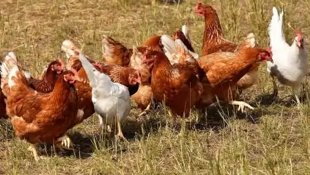 Módosult a baromfi-szállítólevél adattartalma