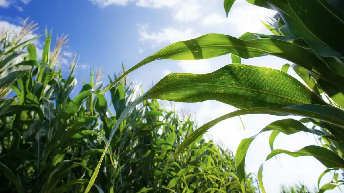 Biztos védelem a termésminőségért