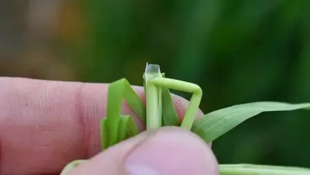 A gyomismeret és a hatékony védekezés fontossága a kalászosokban