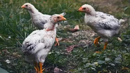 A vágócsirke termelői ára 17 százalékkal csökkent