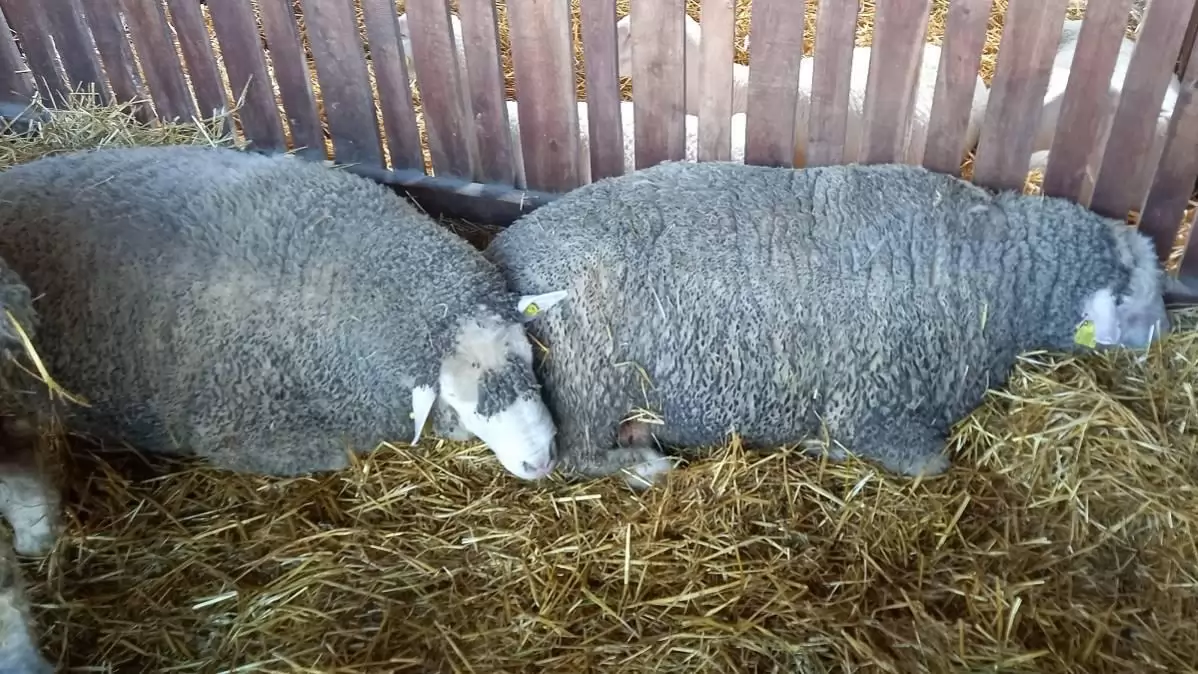 Kiskérődzők pestise járvány terjed Európában