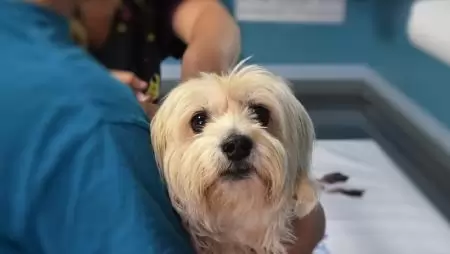 A kisállatklinikai munka jelentősége kis kedvenceink egészségmegőrzésében