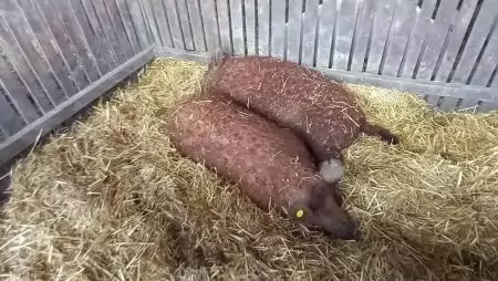 FattyPig 2024 – a helyszín ismét Magyarország