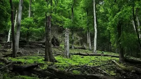Az évszázados fák segítenek – magyar kutatók számításai is igazolják