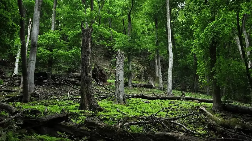 Az évszázados fák segítenek – magyar kutatók számításai is igazolják