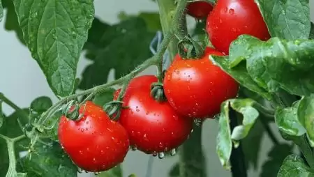 A növényi memória transzkripciós rétege