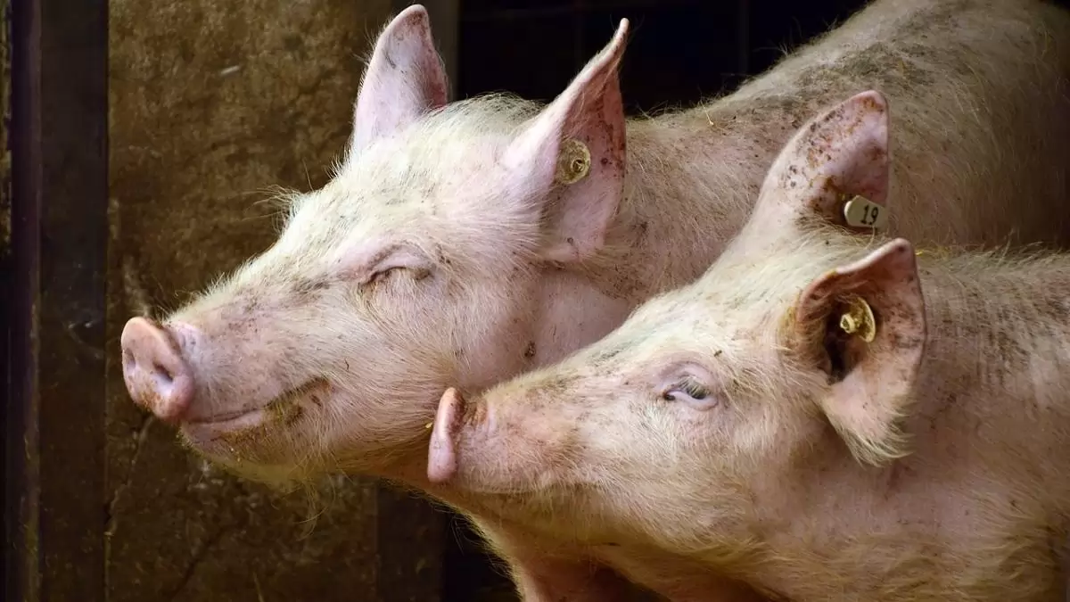 A nyári hőségben elengedhetetlen az élőállat-szállítás fokozott ellenőrzése